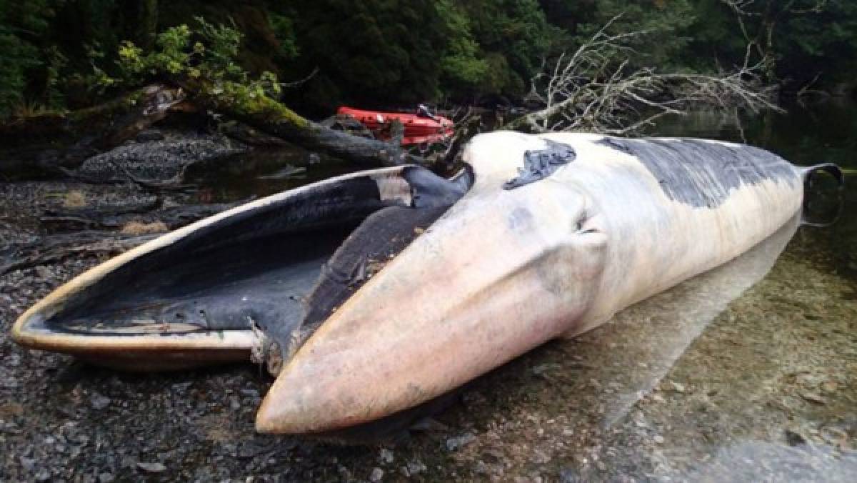 El Misterioso hallazgo de unas 330 ballenas muertas en Patagonia chilena