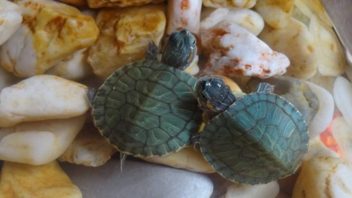 Las tortugas, mascotas amigables