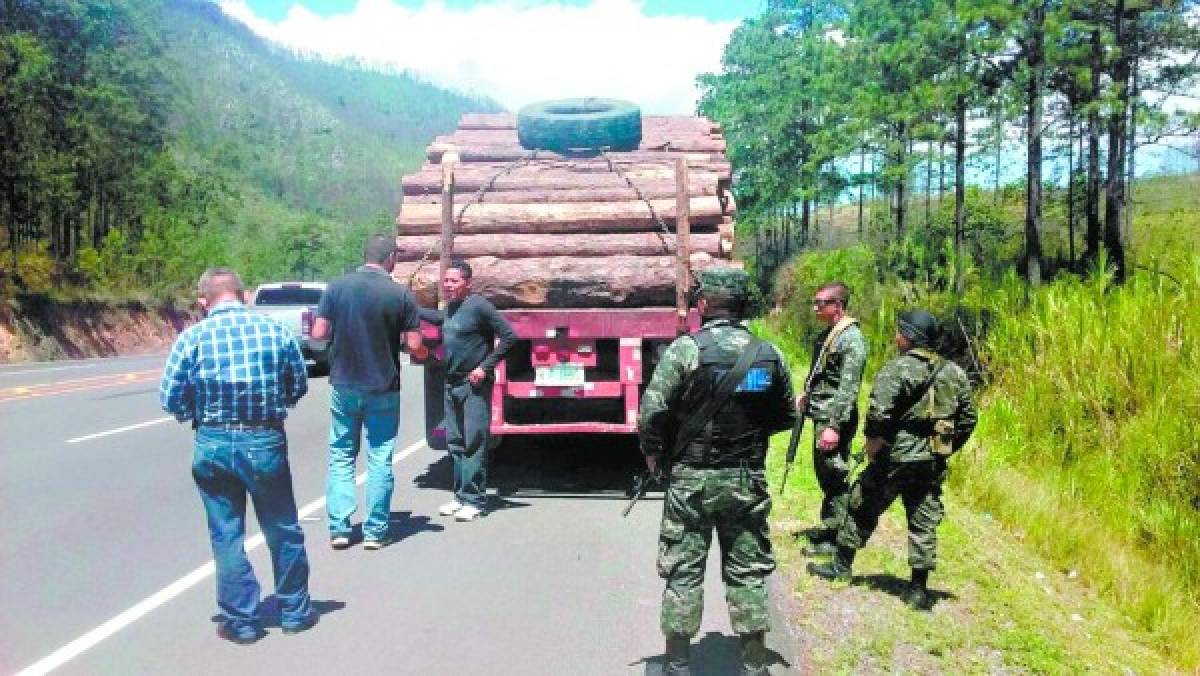 Honduras tiene taladas 66 mil hectáreas de bosque