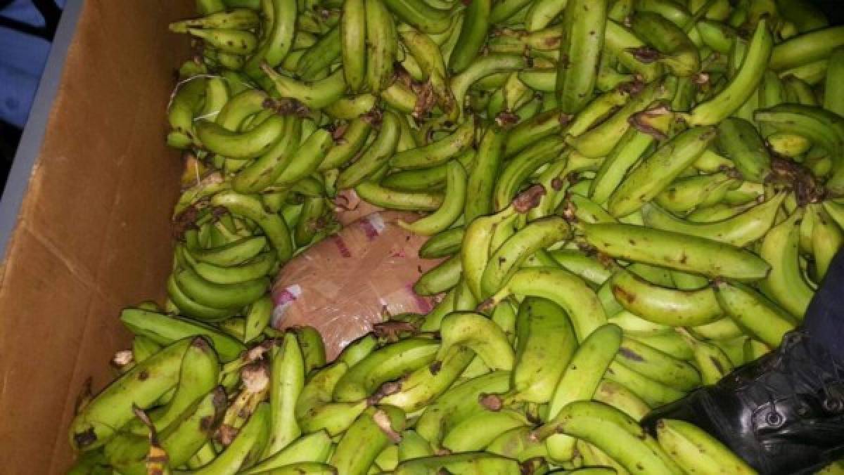 Decomisan 350 libras de marihuana que llevaban oculta entre bananos