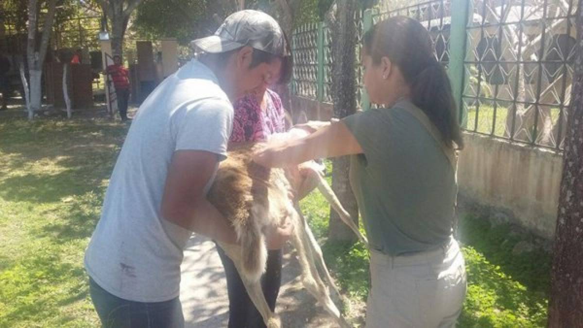 Comayagua: Rescatan a 37 venados cola blanca que estaban cautivos en haciendas