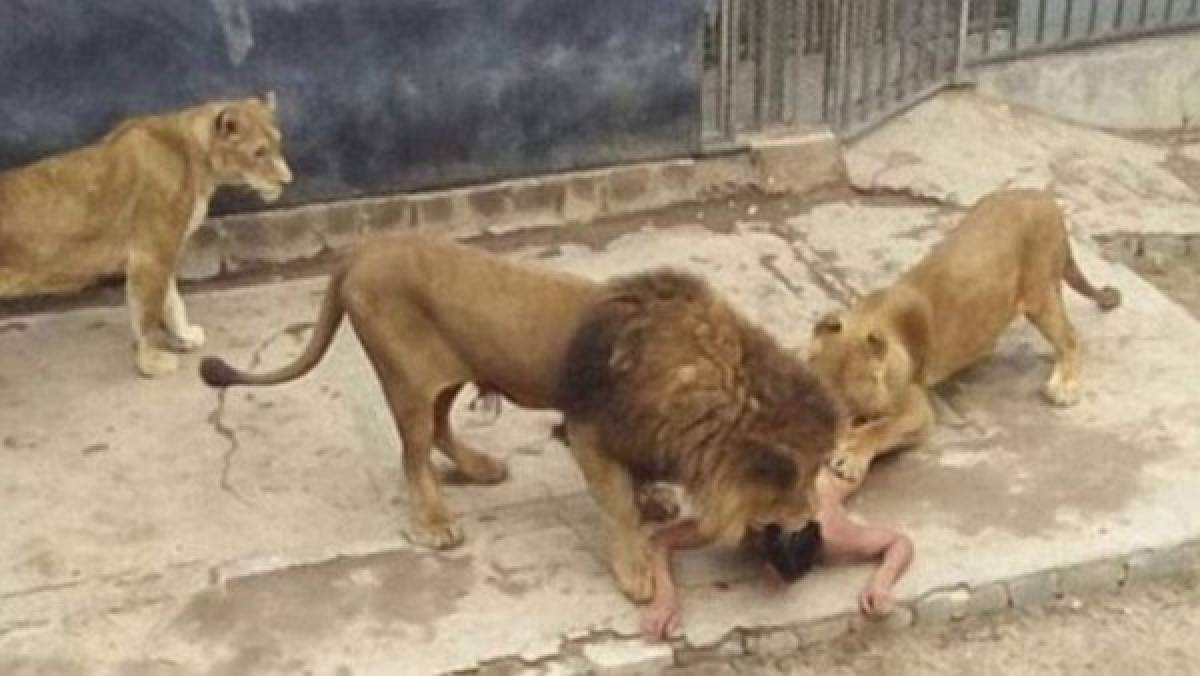 Continúa grave el hombre que se intentó suicidar entrando a una jaula de leones