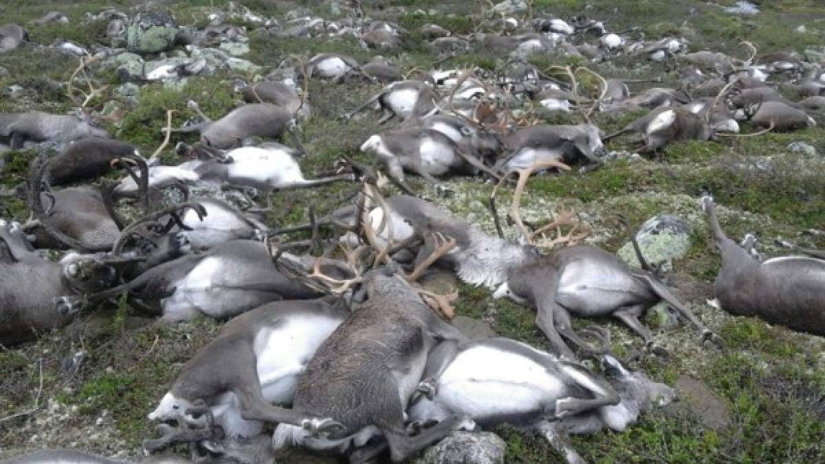 Un rayo mata a 300 renos en Noruega