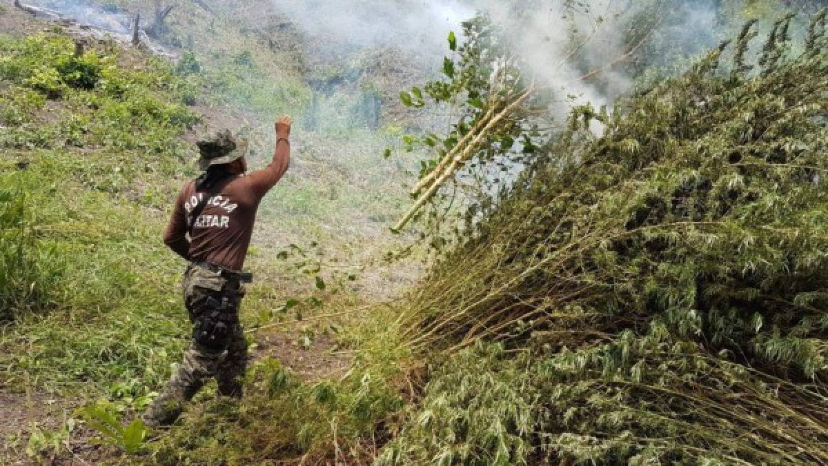 Más de un millón de plantas de marihuana ha destruido Fusina este 2017