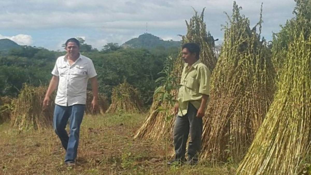 Ajonjolí sureño atrae el interés de empresarios de China Taiwán