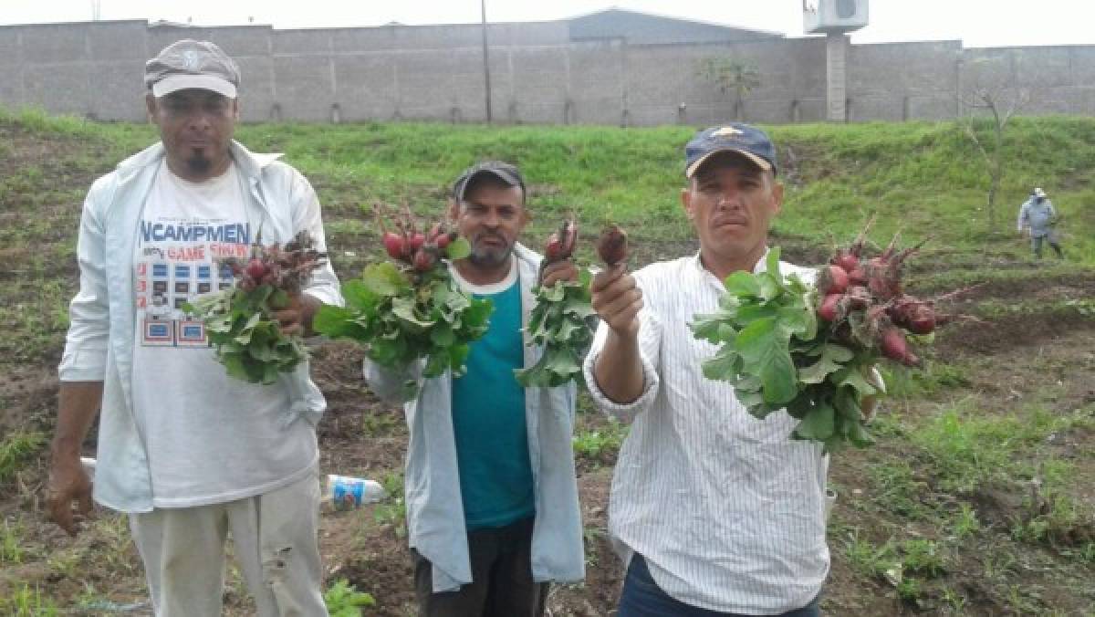 Reclusos cultivan hortalizas en el penal de Juticalpa