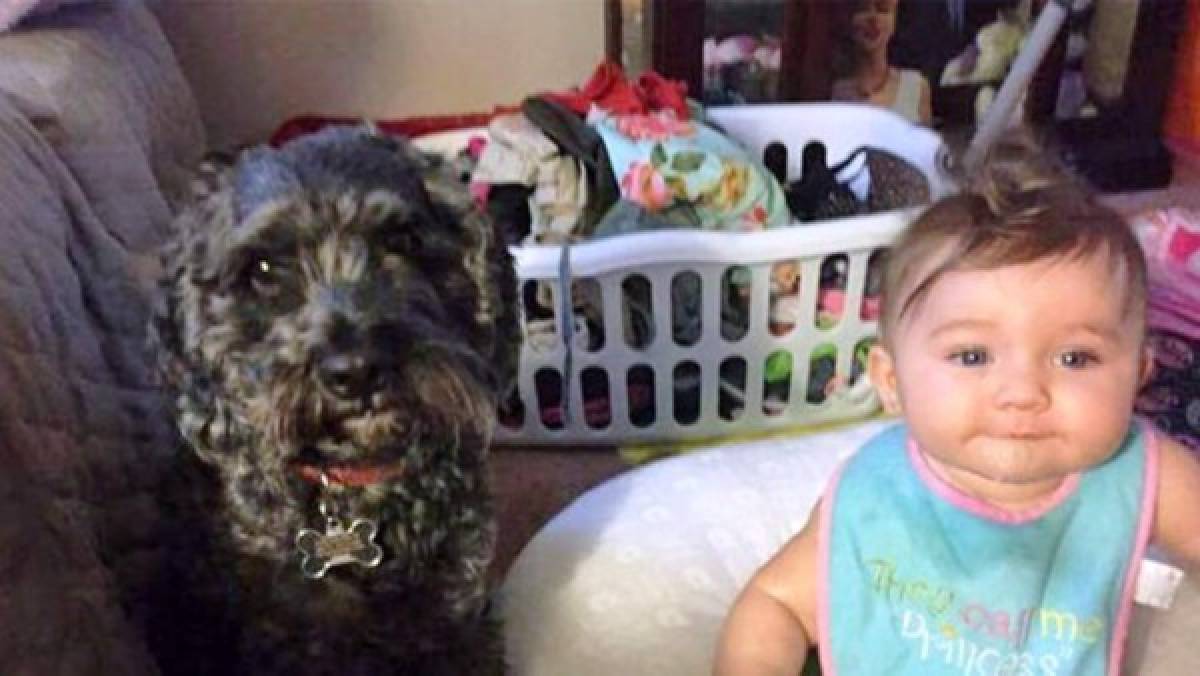 Un perro muere protegiéndole la vida a una niña de 8 meses