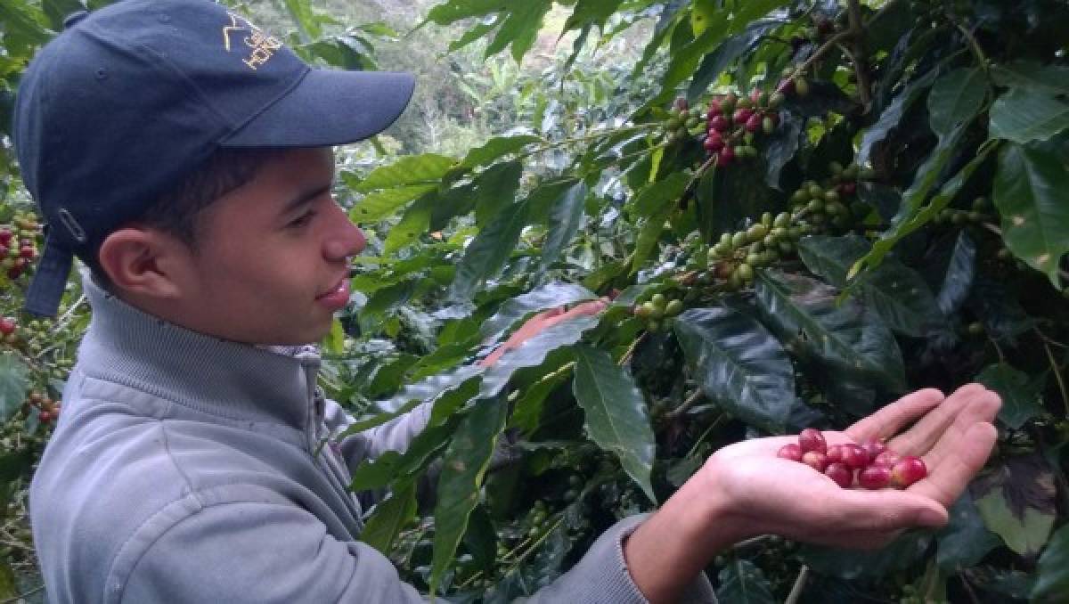 En Comayagua se produce el 20.7 por ciento del café del país
