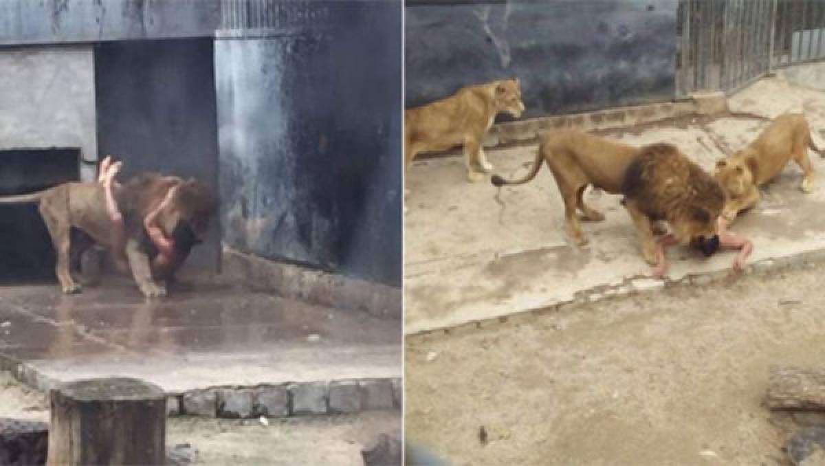 Hombre se lanza a la jaula de dos leones en intento de suicidio