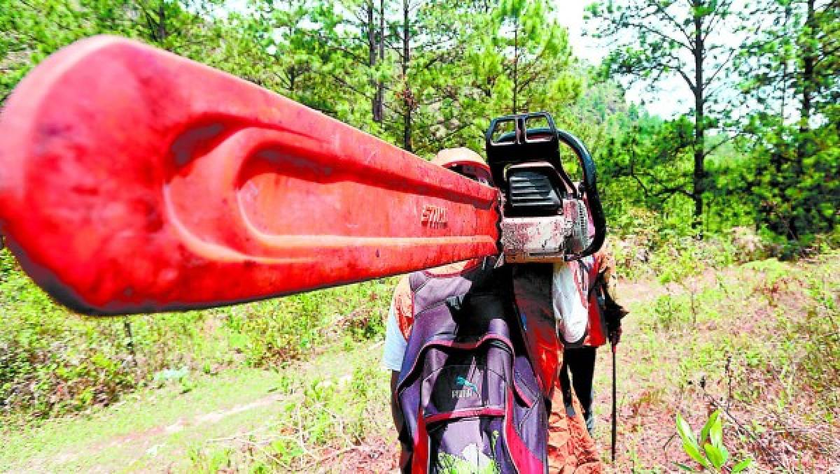 Inmisericorde deforestación provocada por el gorgojo de pino