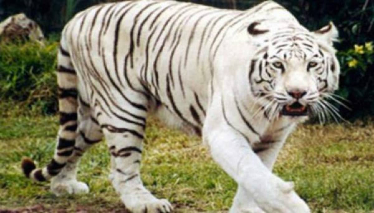 Un tigre mató a un estudiante en zoológico de Nueva Delhi