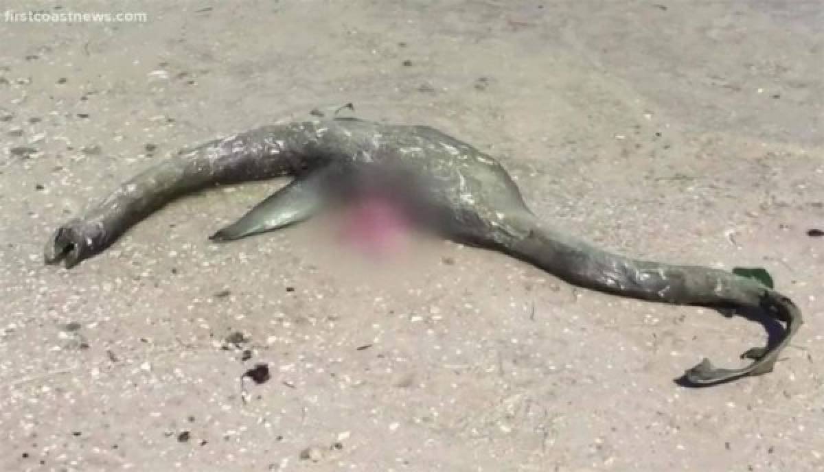 Hallan cuerpo de misteriosa criatura en Georgia; animal es comparado con el 'Monstruo del lago Ness'