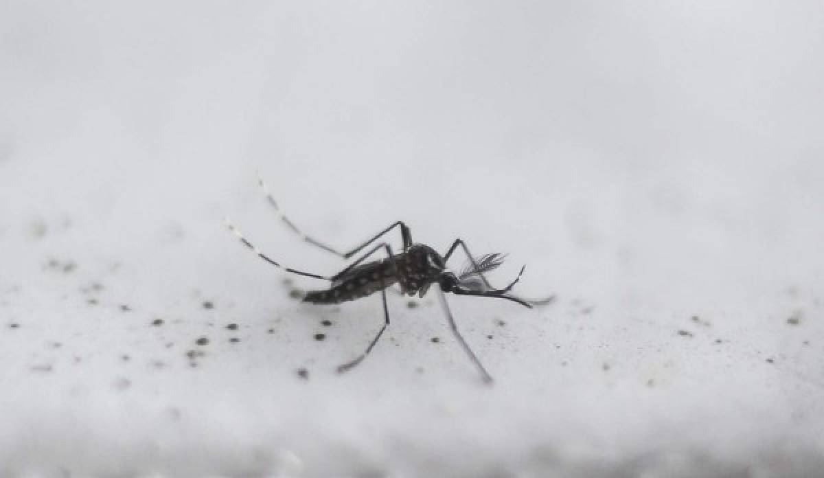 Brasil alista legiones de mosquitos transgénicos contra el dengue y el zika