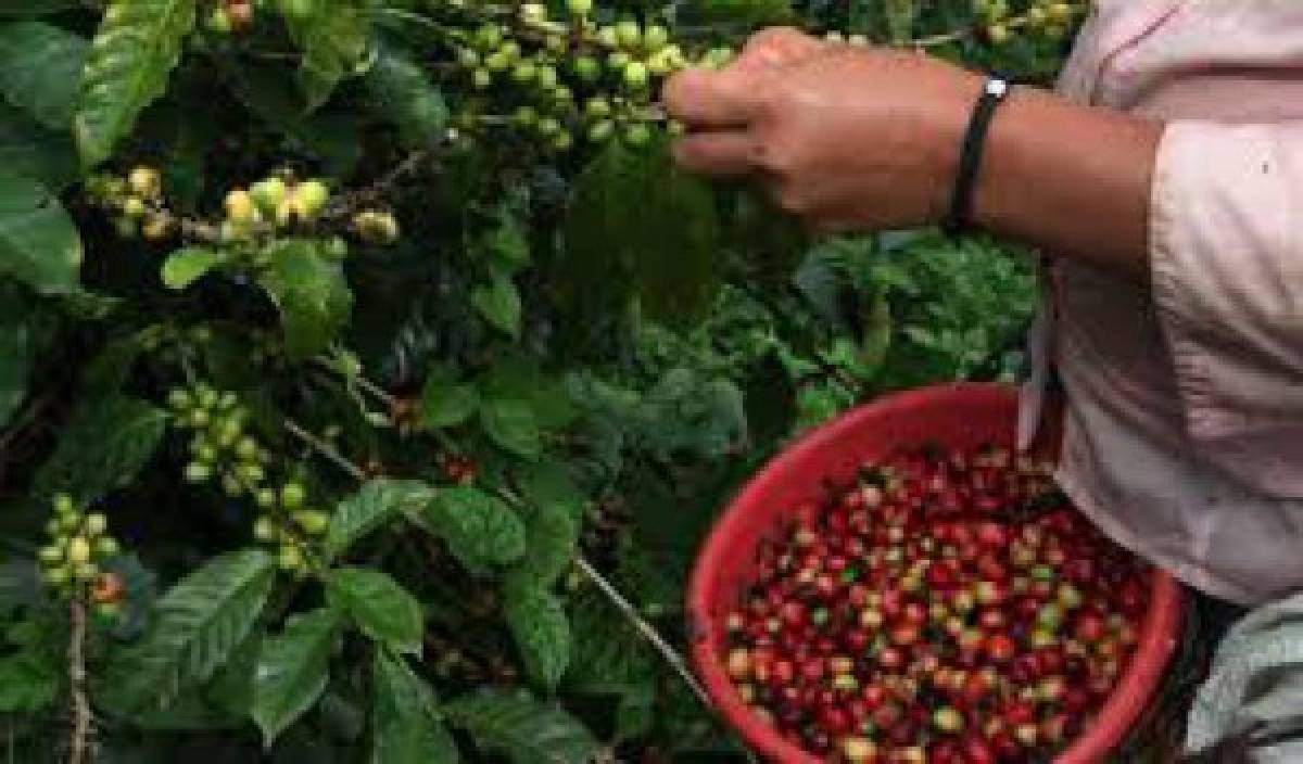 Alemania compra 20 toneladas de café orgánico