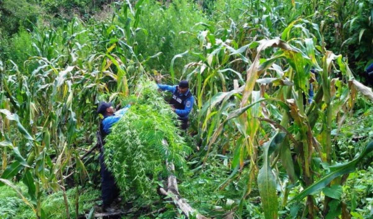 Honduras: Decomisan todo un 'bosque' de plantas de marihuana en aldea de Yoro