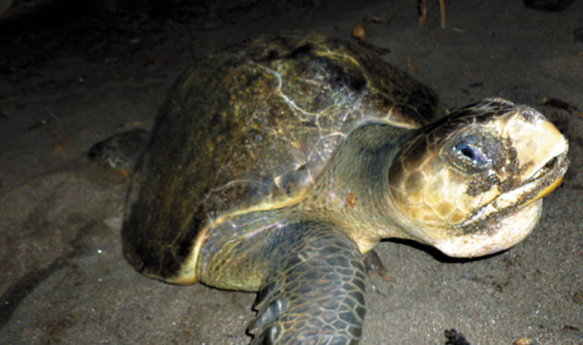 Playas de la zona sur son visitadas por decenas de tortugas golfinas