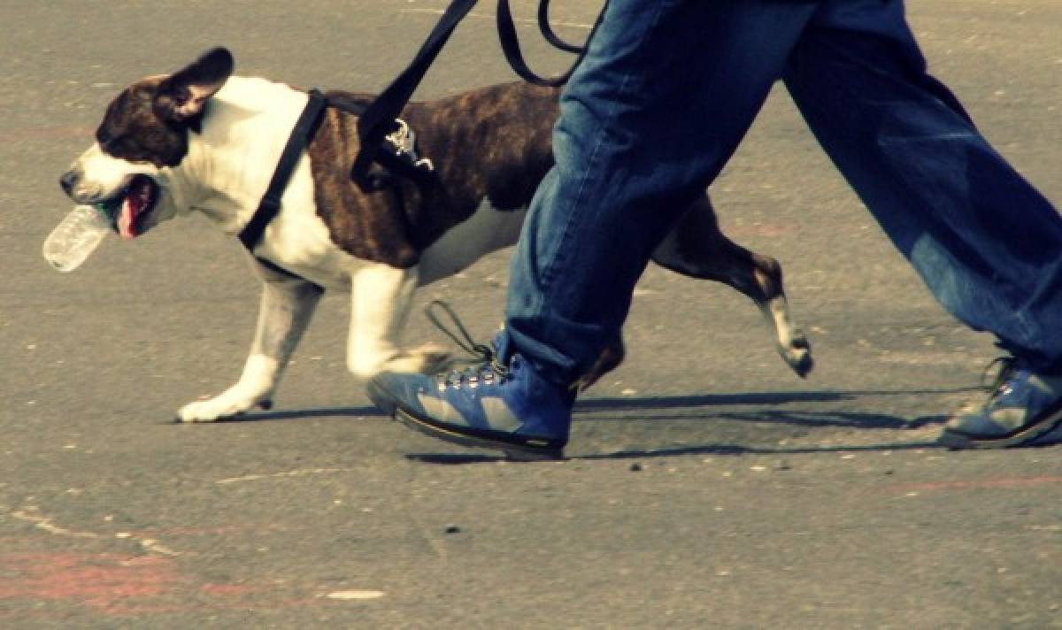 La discusión comenzó porque discutían quién sacaría al perro a pasear.