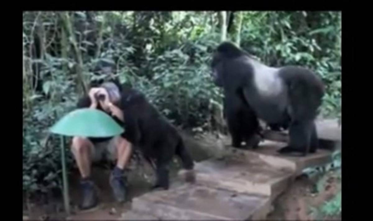 Hombre tiene sorprendente encuentro con familia de gorilas