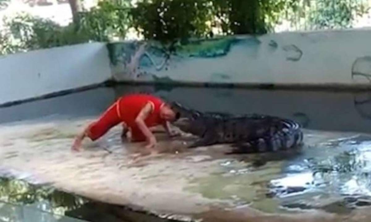 Cocodrilo casi le arranca la cabeza a su domador en un zoológico de Tailandia