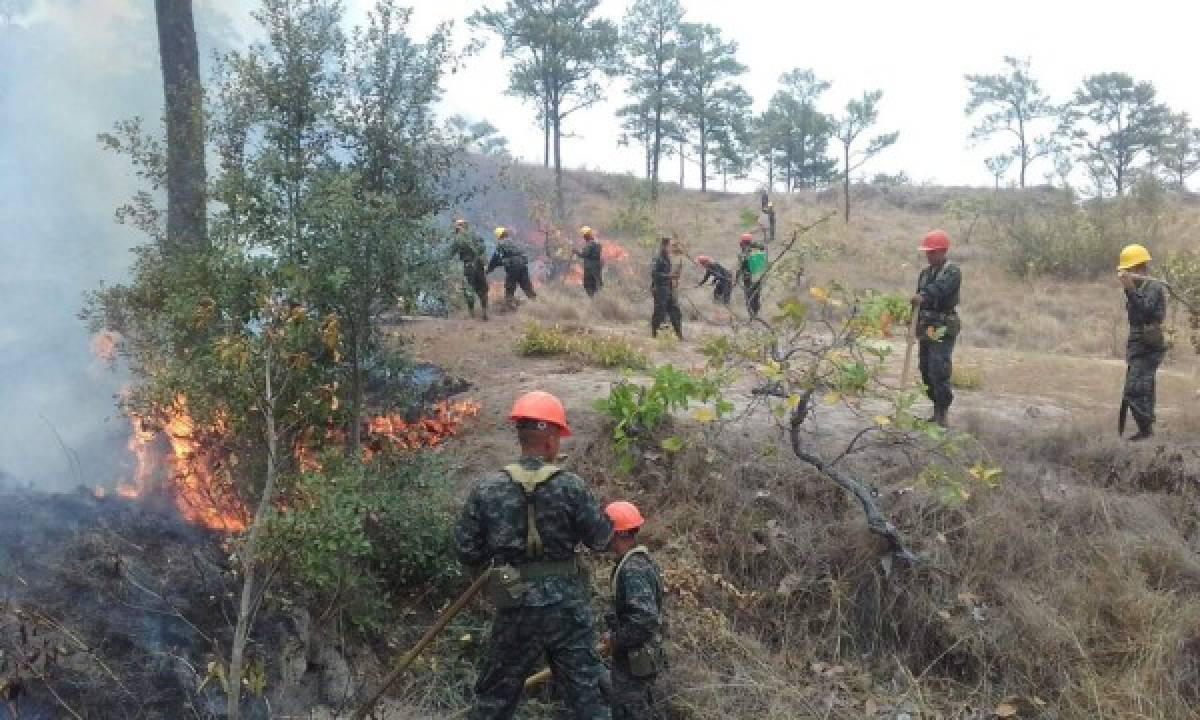 Ardua labor realizan los protectores de los bosques capitalinos