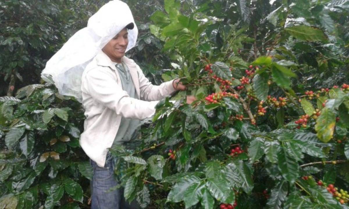 Honduras: Se perderán 200 mil quintales de café por falta de corteros