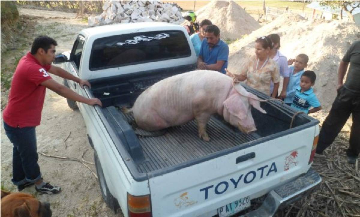 Familias intercambian animales y plantas para diversificar producción