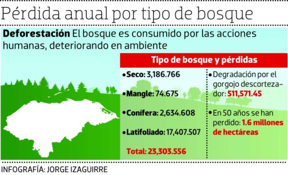 Honduras ha perdido más de 1.6 millones de hectáreas de bosque