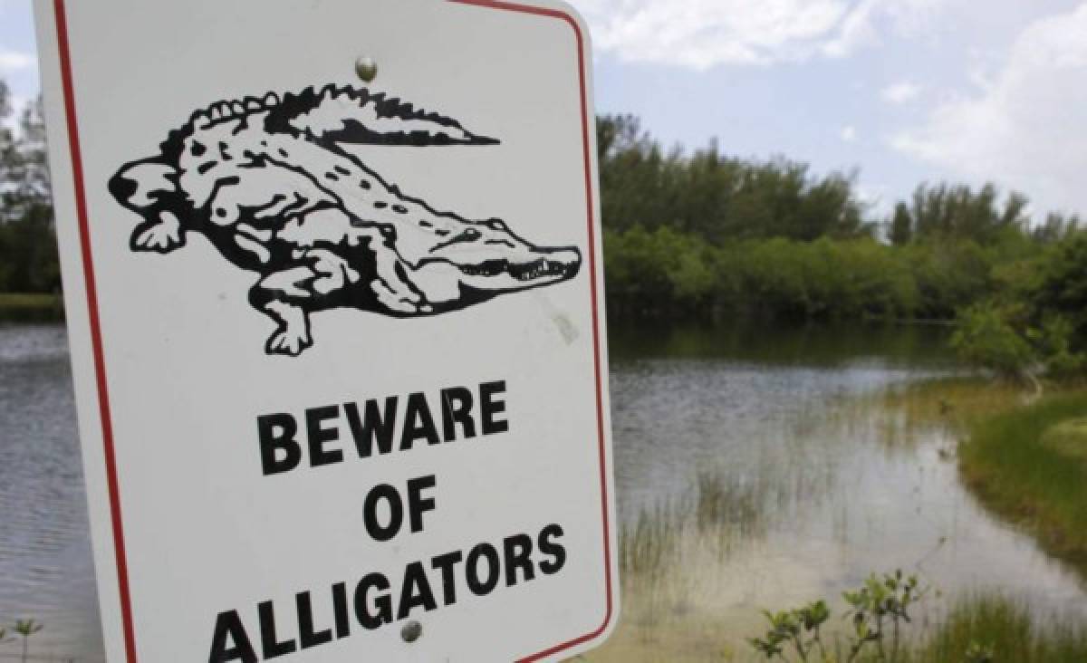 Un cocodrilo ataca a un hombre cuando orinaba en una laguna de Cancún 