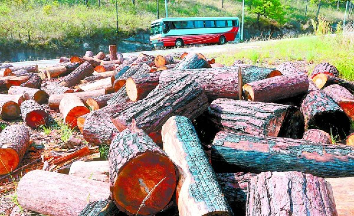 Inmisericorde deforestación provocada por el gorgojo de pino
