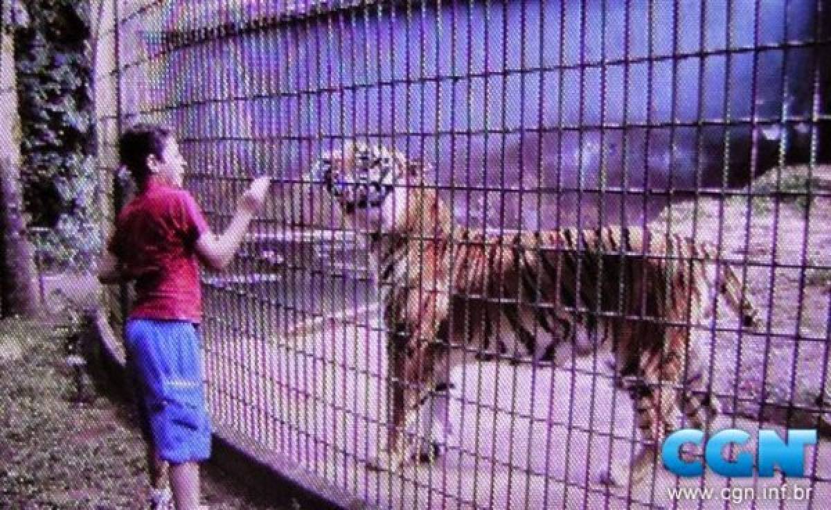 Un tigre arrancó el brazo a un niño de 11 años   