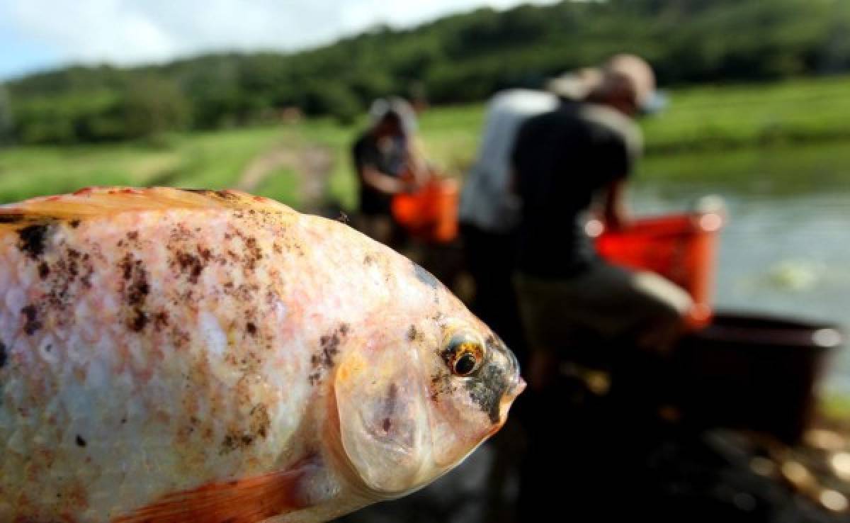 Más controles en las importaciones de carne de tilapia