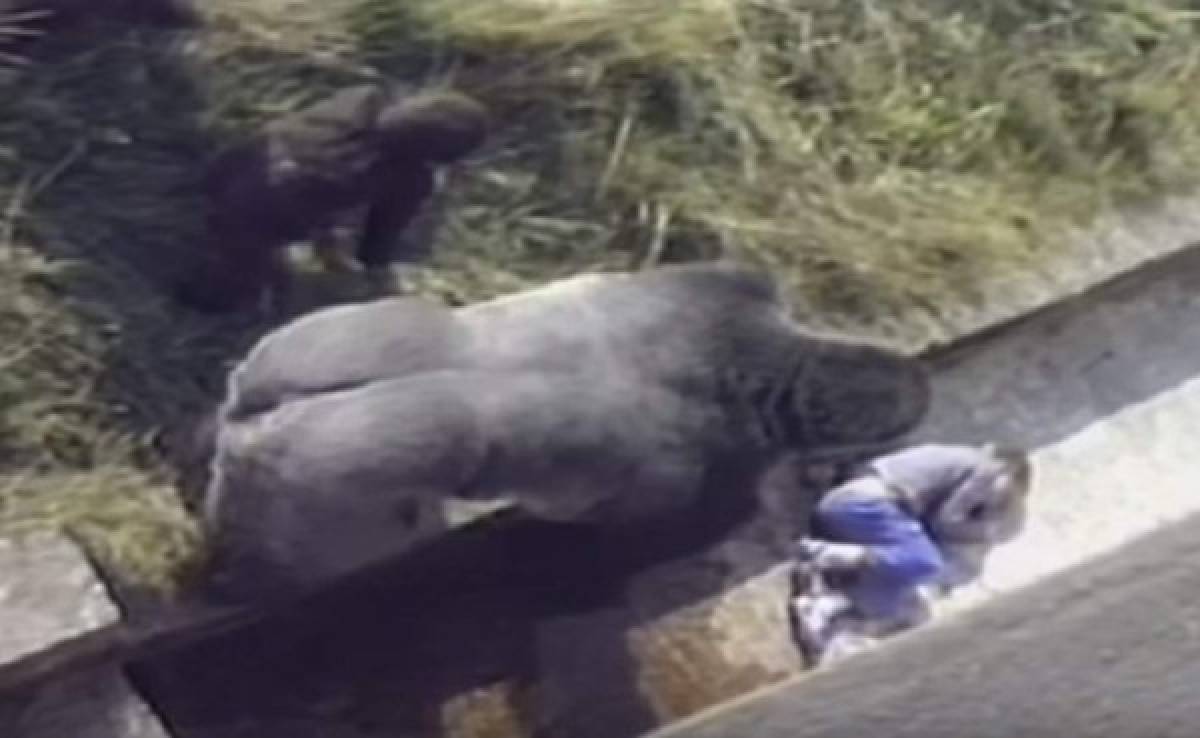Madre de niño que cayó en jaula de gorila explica que sucedió