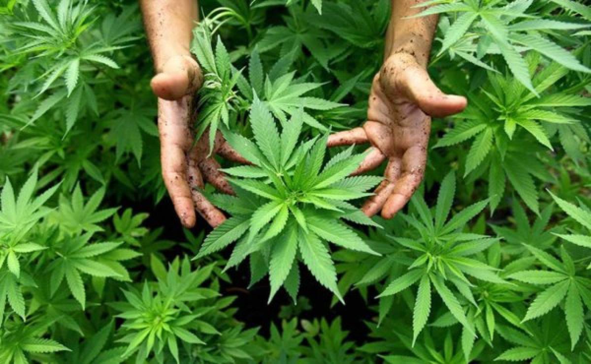 Debate abierto sobre legalización de marihuana en Honduras