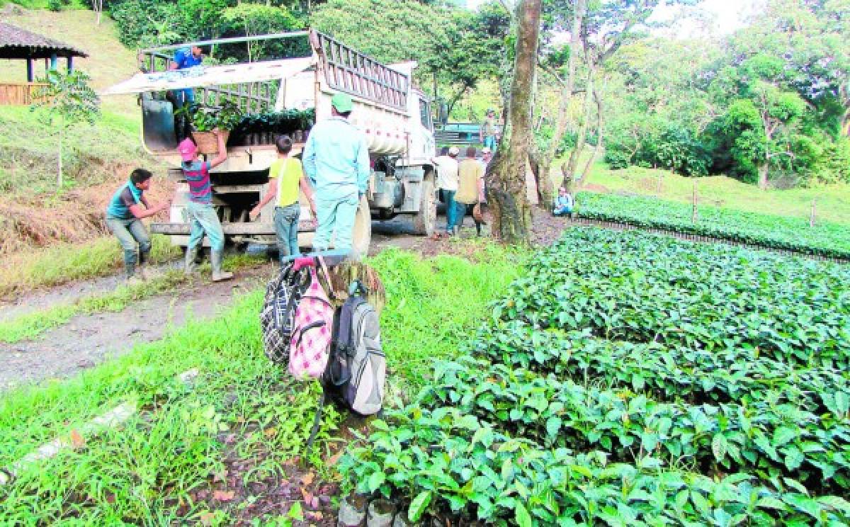 Caficultores esperan incremento del 30 por ciento en producción