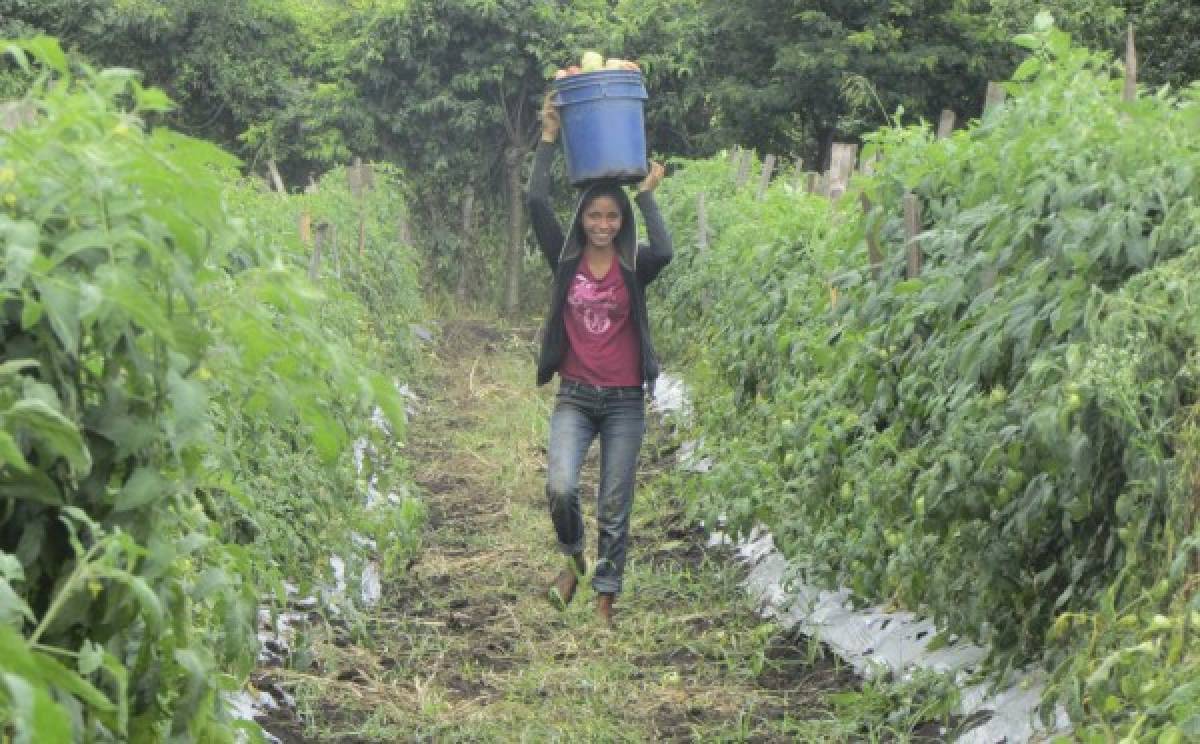 Crece la producción de hortalizas en tierras del altiplano de Danlí