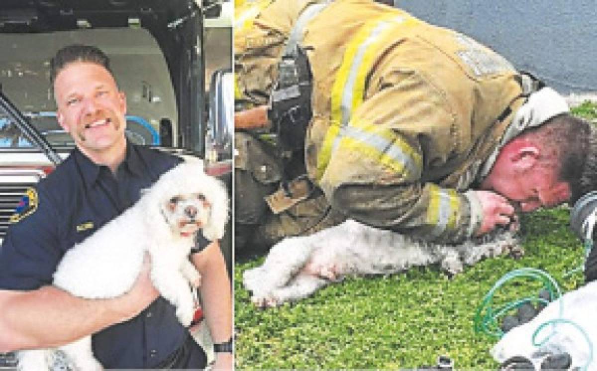 Perro visita al bombero que le salvó la vida