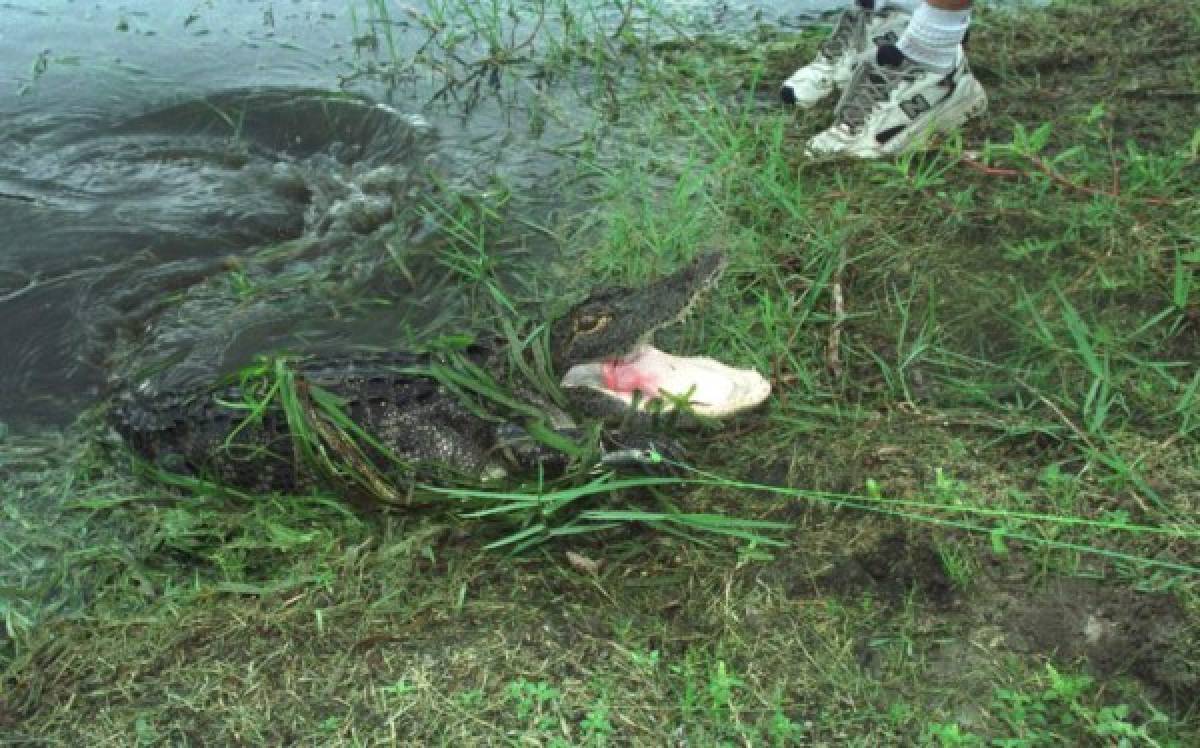 Encuentran cuerpo de niño arrastrado por un caimán a laguna de Disney
