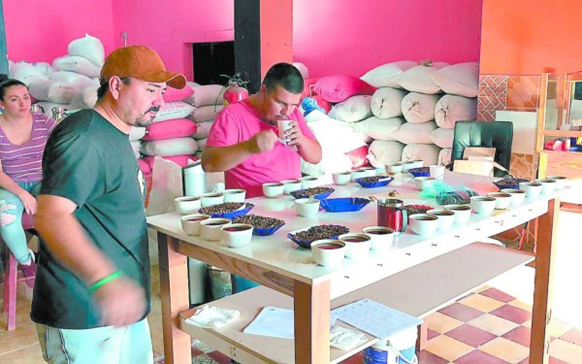 Catadores validarán calidad de café en Honduras