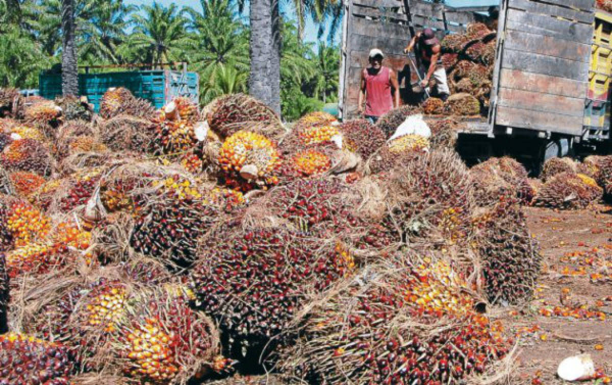 Dispensas fiscales y concesiones en Belice atraen a productores hondureños de palma africana