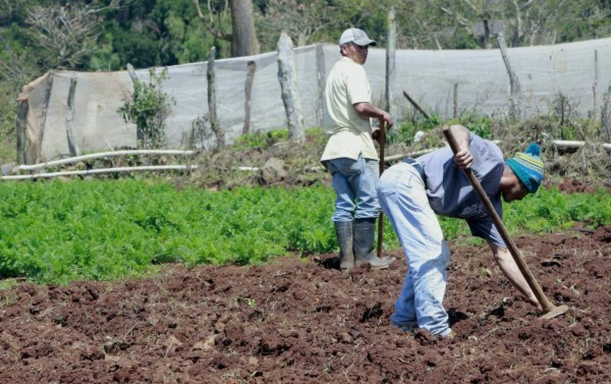 Gobierno impulsa la producción agrícola en el Distrito Central