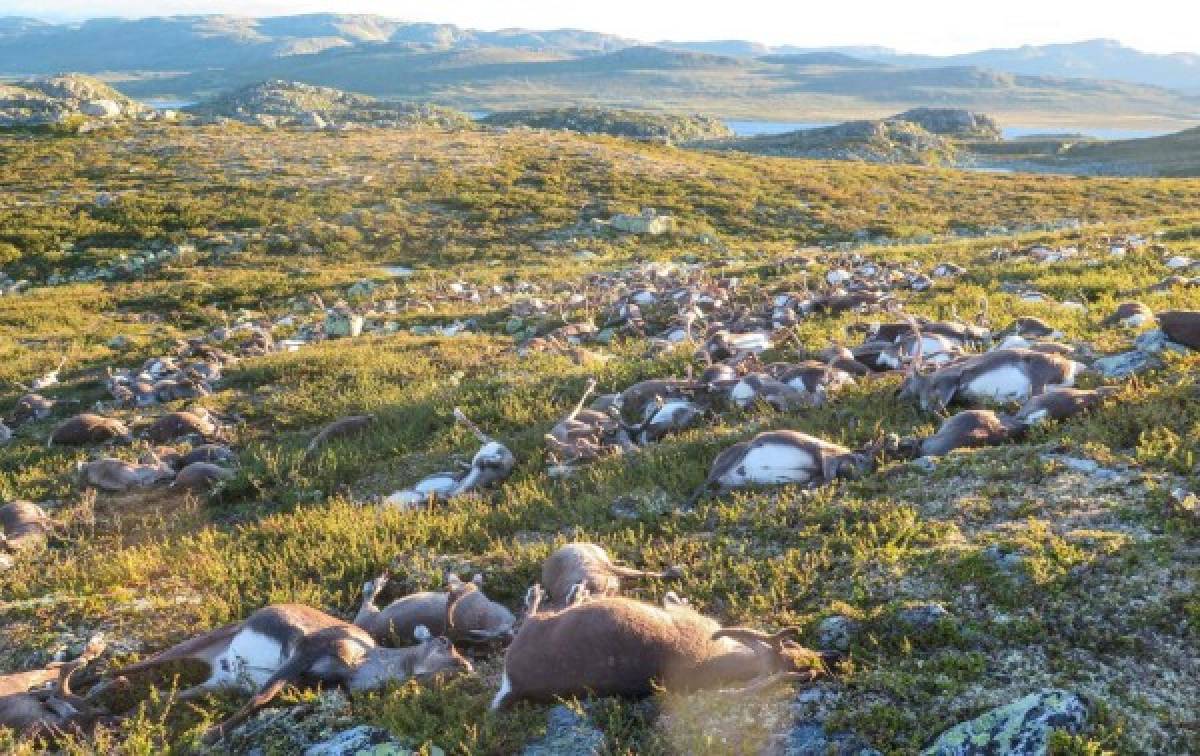 Un rayo mata a 300 renos en Noruega