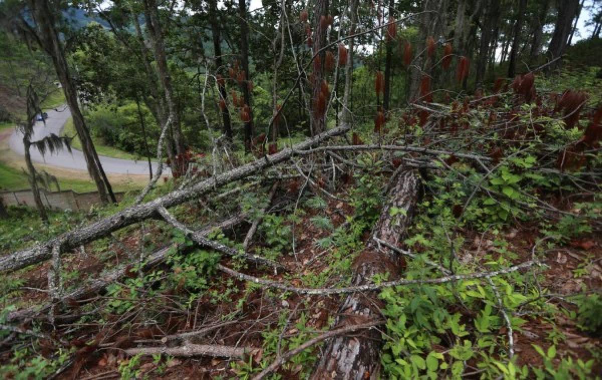 La Tigra, el área más afectada por el gorgojo en la capital de Honduras