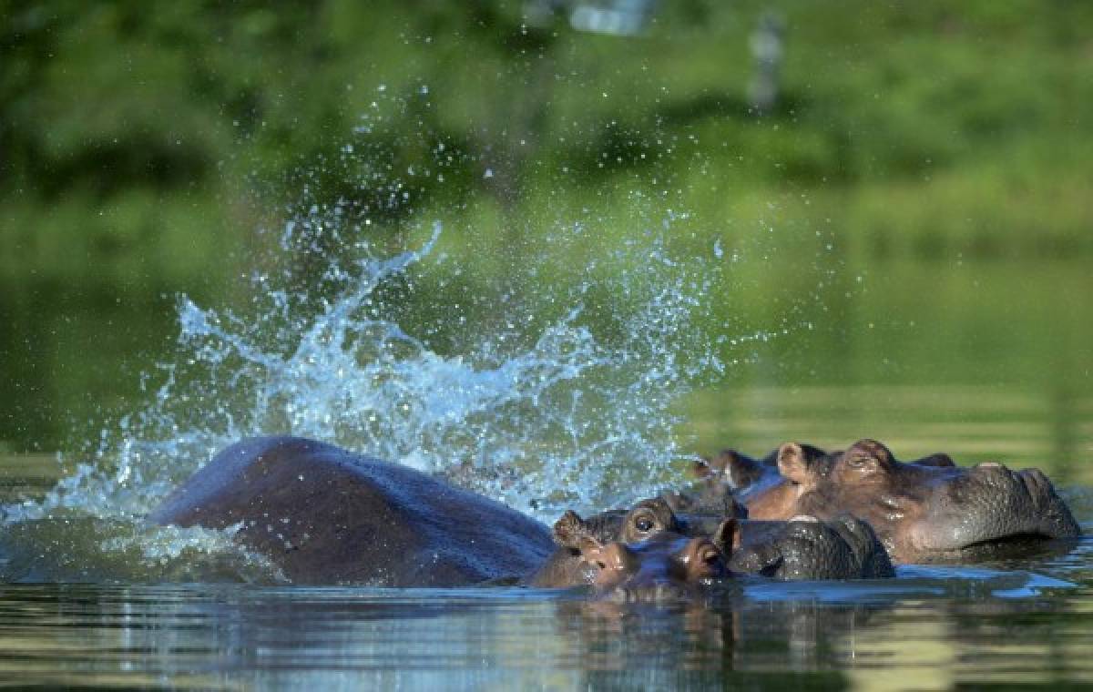 ¿Cómo están los hipopótamos de Pablo Escobar a 20 años de su muerte?