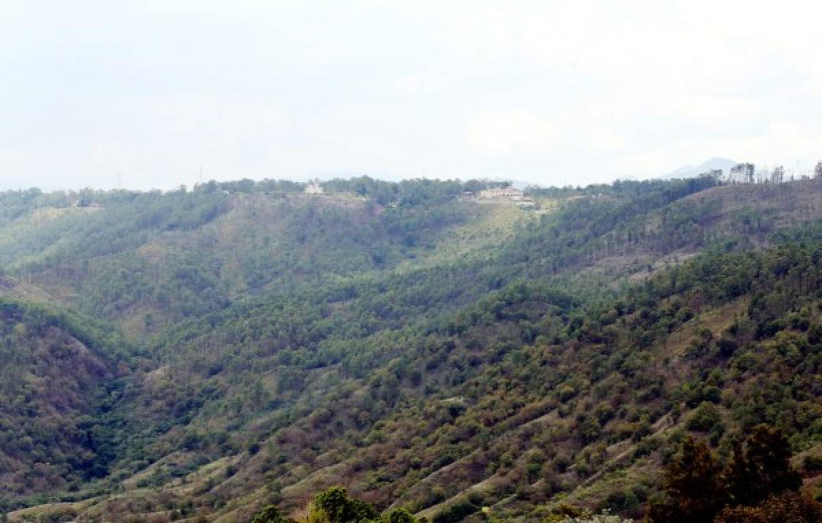 Cuencas del DC serán prioridad en el plan de reforestación