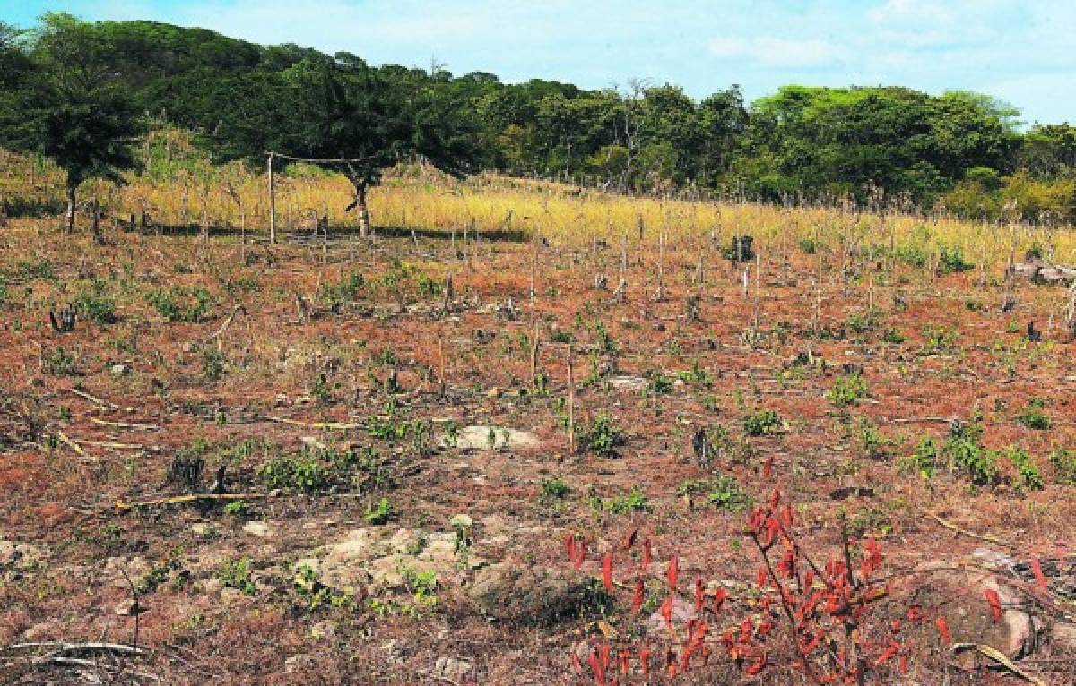 Frutas y bubuchas están comiendo en el corredor seco