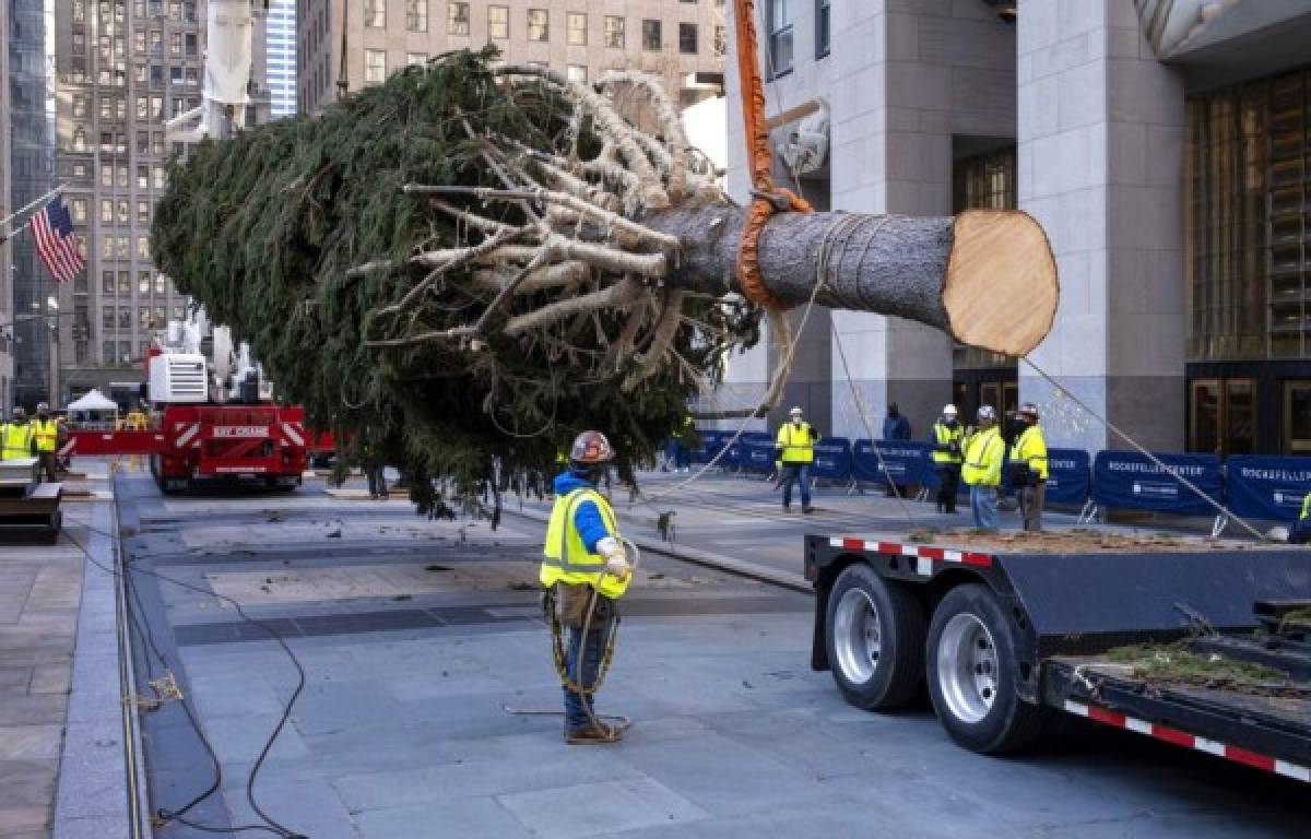 Instalan enorme árbol de Navidad en el Rockefeller Center de Nueva York, EE UU