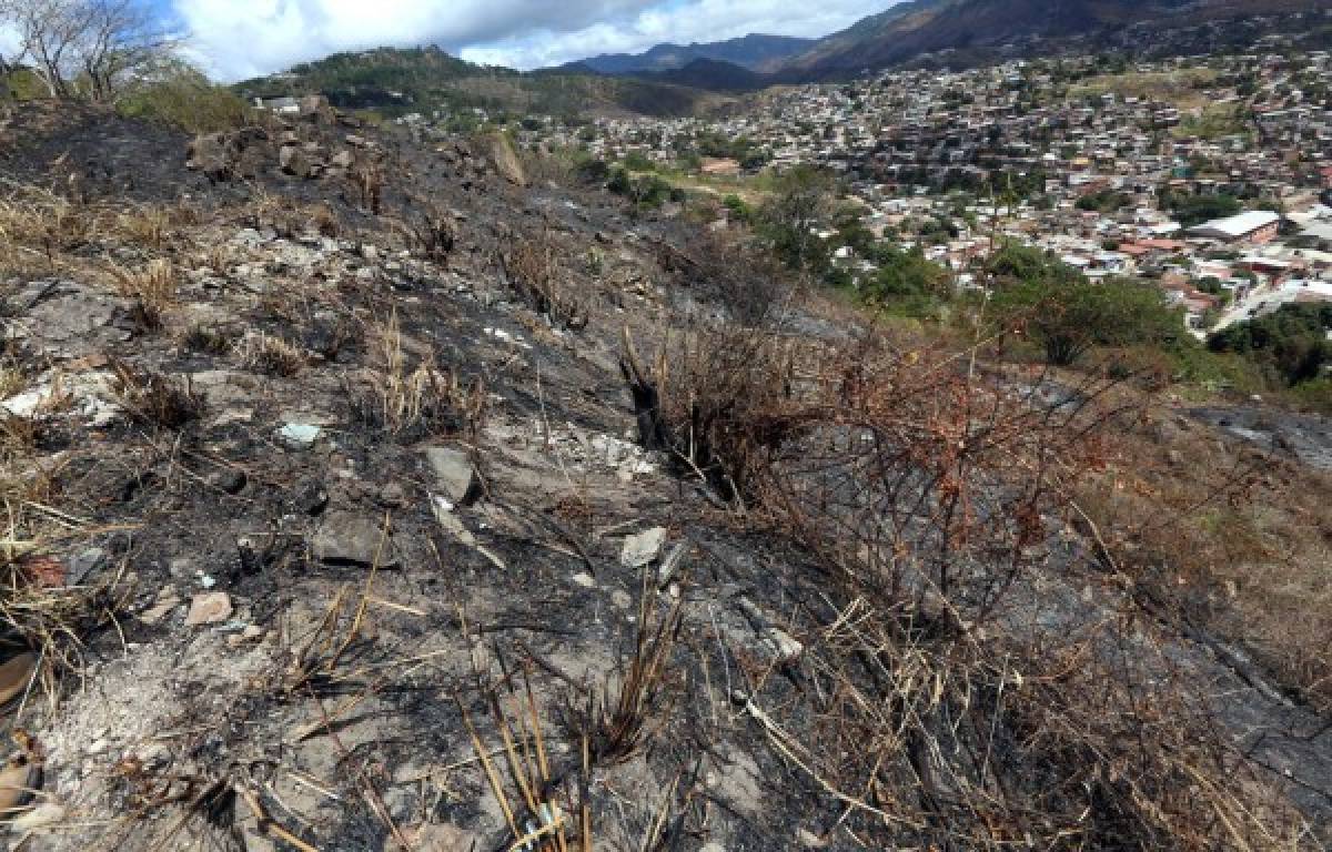 Incendios generan daños en 128 hectáreas de bosque