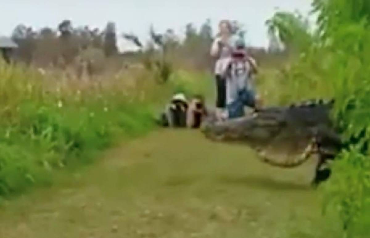 Gigantesco caimán sorprende al mundo con su tamaño