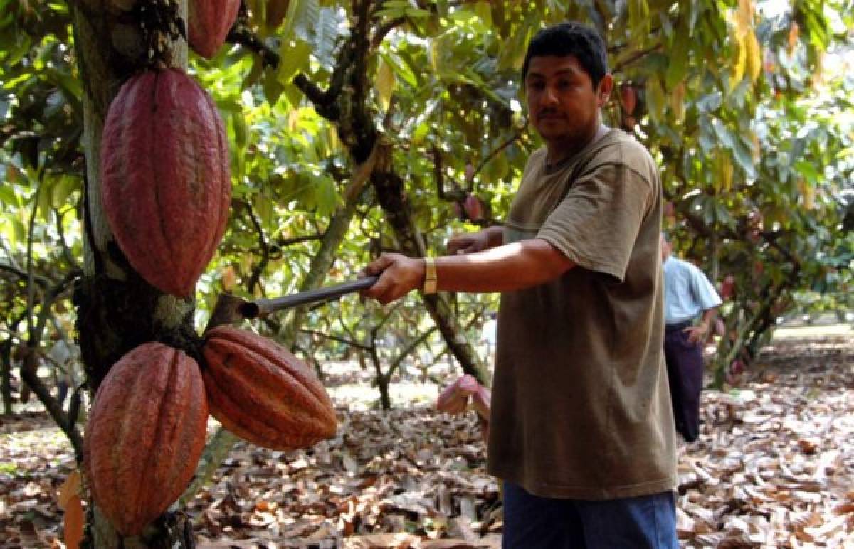 Premian los mejores cacaos de Honduras