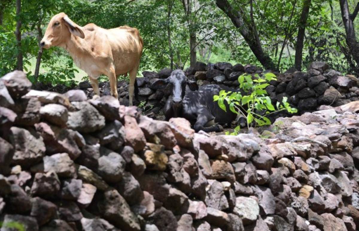 Sequía y plaga por cambio climático agravan el hambre en comunidades de Honduras